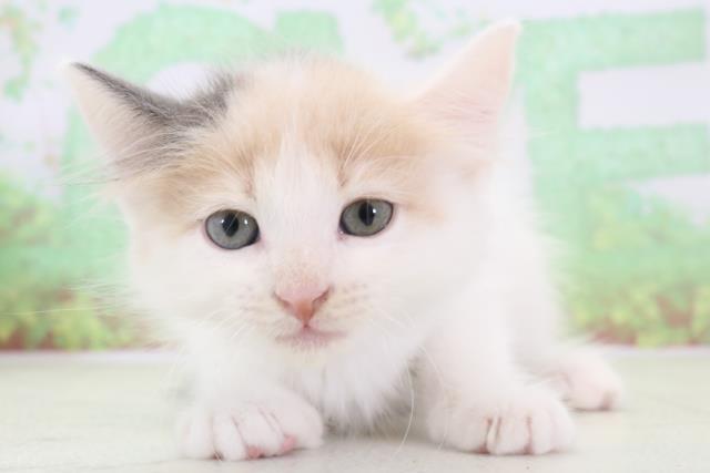 長崎県のラガマフィン (Coo&RIKU大村店/2024年1月21日生まれ/女の子/ダイリュートキャリコ)の子猫