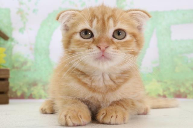 長崎県のスコティッシュフォールド (Coo&RIKU大村店/2024年1月3日生まれ/女の子/レッドタビー)の子猫