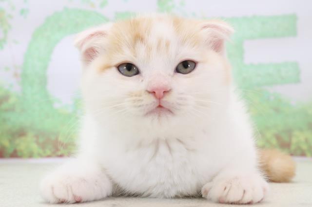長崎県のスコティッシュフォールド (Coo&RIKU大村店/2024年1月12日生まれ/男の子/レッドタビーホワイト)の子猫