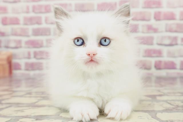 栃木県のラグドール (Coo&RIKU足利店/2024年1月18日生まれ/男の子/ブルーポイントバイカラー)の子猫