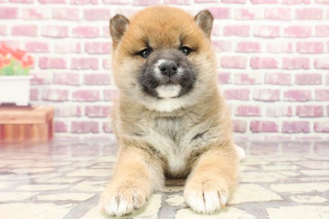 神奈川県の柴犬(標準サイズ) (Coo&RIKU横浜港南台店/2024年1月20日生まれ/女の子/赤)の子犬