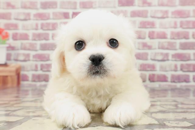 千葉県のハーフ犬 (Coo&RIKUフレスポ稲毛店/2024年1月20日生まれ/男の子/ホワイト)の子犬