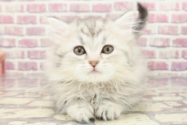千葉県のミヌエット (Coo&RIKU市原店/2024年1月19日生まれ/女の子/シルバーパッチドタビーホワイト)の子猫