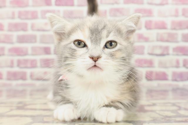 千葉県のミヌエット (Coo&RIKU東金店/2024年1月19日生まれ/女の子/ブルーパッチドタビーホワイト)の子猫