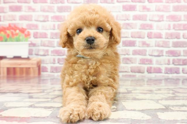 千葉県のトイプードル(トイ) (Coo&RIKUフレスポ稲毛店/2024年1月20日生まれ/男の子/アプリコット)の子犬