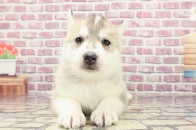 山口県のシベリアンハスキー (Coo&RIKUサンパークあじす店/2024年1月21日生まれ/女の子/シルバーホワイト)の子犬