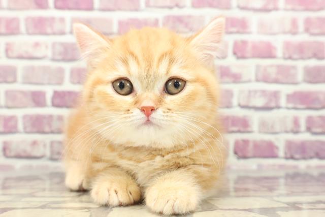 千葉県のミヌエット (Coo&RIKUフレスポ稲毛店/2024年1月10日生まれ/女の子/レッドタビー)の子猫