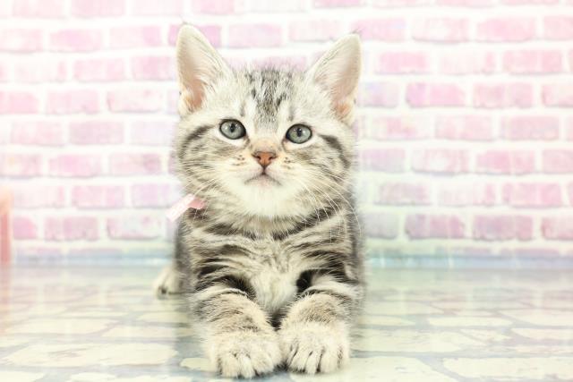 千葉県のアメリカンショートヘアー (Coo&RIKU若葉都賀店/2024年1月20日生まれ/女の子/シルバータビー)の子猫