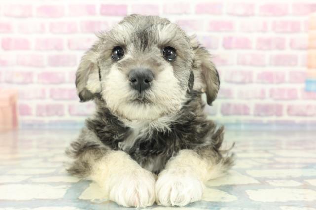千葉県のハーフ犬 (Coo&RIKU若葉都賀店/2024年1月20日生まれ/男の子/ソルトペッパー)の子犬