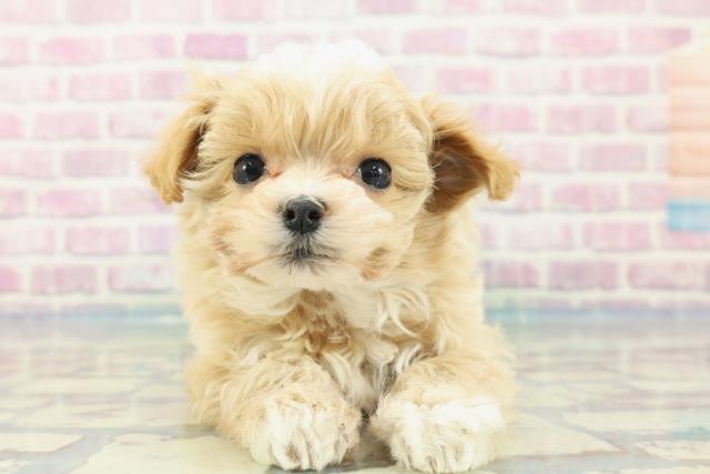 神奈川県のマルプー(マルチーズ×プードル) (Coo&RIKU横須賀店/2024年1月20日生まれ/男の子/クリームホワイト)の子犬