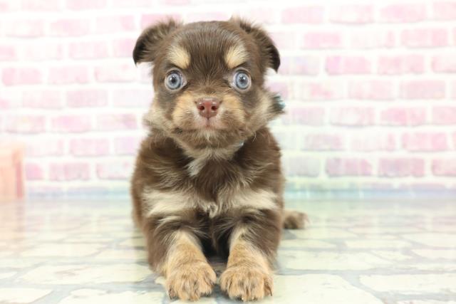 茨城県のチワワ(ロング) (Coo&RIKU牛久店/2024年1月18日生まれ/男の子/チョコレートタン)の子犬