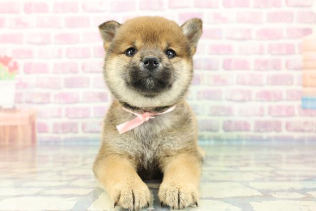 埼玉県の柴犬(標準サイズ) (Coo&RIKU熊谷ニットーモール店/2024年1月16日生まれ/女の子/赤)の子犬