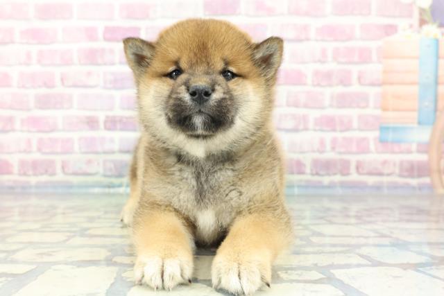 広島県の柴犬(標準サイズ) (Coo&RIKU広島北店/2024年1月14日生まれ/男の子/赤)の子犬