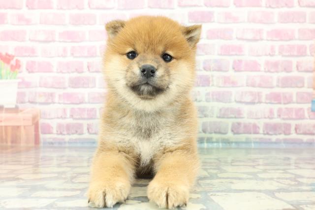 東京都の柴犬(標準サイズ) (Coo&RIKU東久留米店/2024年1月14日生まれ/男の子/赤)の子犬