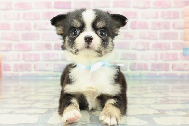 神奈川県のチワワ(ロング) (Coo&RIKU江の島店/2024年1月20日生まれ/男の子/ブラックタンホワイト)の子犬