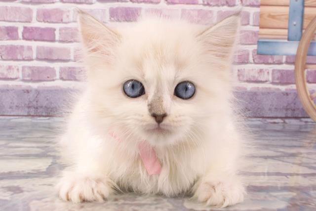富山県のラグドール (Coo&RIKU富山店/2024年1月19日生まれ/女の子/ブルーポイント)の子猫