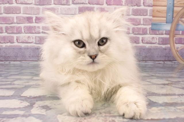 青森県のペルシャ (Coo&RIKU青森店/2024年1月20日生まれ/女の子/チンチラシルバー)の子猫