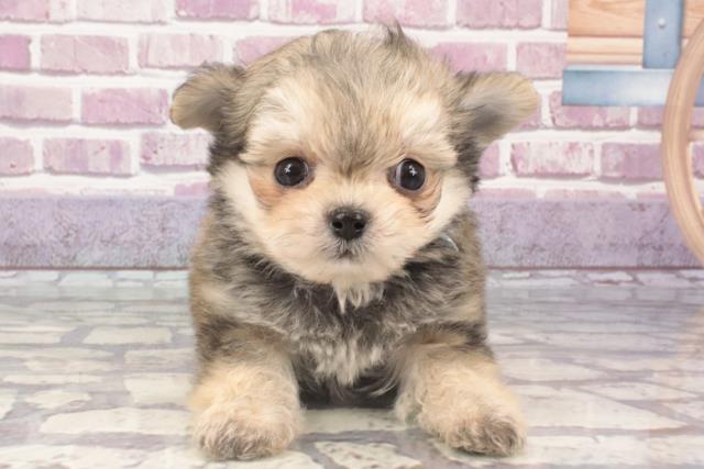 和歌山県のチワプー/プーチー(チワワ×プードル) (Coo&RIKU和歌山店/2024年1月20日生まれ/男の子/フォーン)の子犬