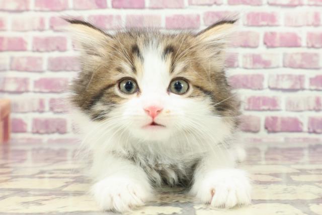 千葉県のラガマフィン (Coo&RIKU東金店/2024年1月13日生まれ/男の子/ブラウンタビーホワイト)の子猫