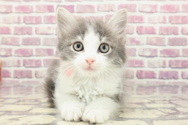 千葉県のラガマフィン (Coo&RIKU東金店/2024年1月13日生まれ/女の子/ブルータビーホワイト)の子猫