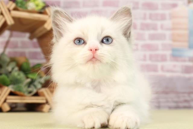 和歌山県のラグドール (Coo&RIKU和歌山店/2024年1月13日生まれ/女の子/ブルーポイントバイカラー)の子猫