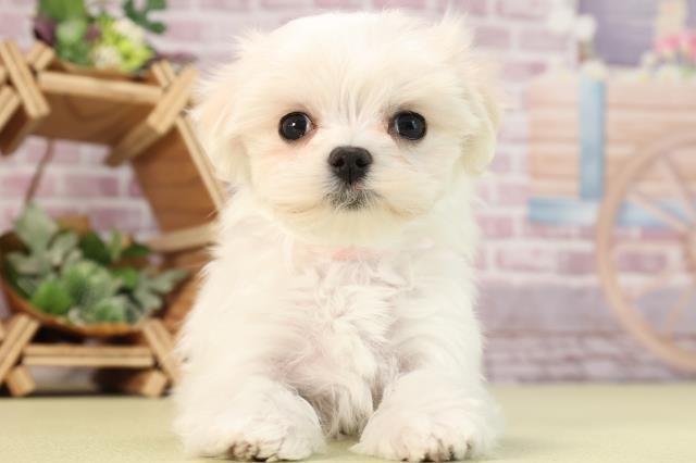 愛知県のマルチーズ (Coo&RIKU春日井店/2024年1月21日生まれ/女の子/ホワイト)の子犬