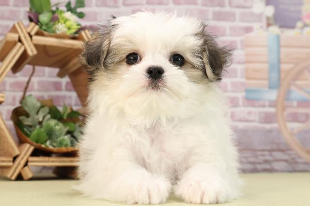 香川県のハーフ犬 (Coo&RIKU高松上福岡店/2024年1月20日生まれ/男の子/ホワイトブラウン)の子犬