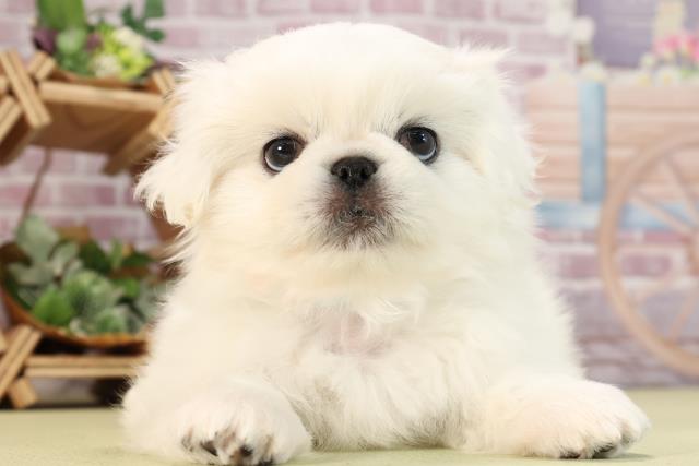 広島県のペキニーズ (Coo&RIKU広島中央店/2024年1月20日生まれ/男の子/ホワイト)の子犬