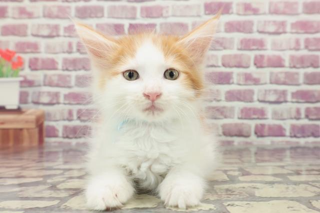 千葉県のメインクーン (Coo&RIKU八街店/2024年1月16日生まれ/男の子/レッドタビーホワイト)の子猫