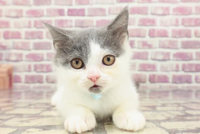 北海道のスコティッシュフォールド (Coo&RIKU函館店/2023年12月14日生まれ/男の子/ブルーホワイト)の子猫