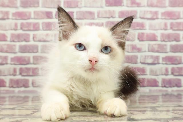 茨城県のラグドール (Coo&RIKU牛久店/2023年11月27日生まれ/男の子/シールポイントバイカラー)の子猫