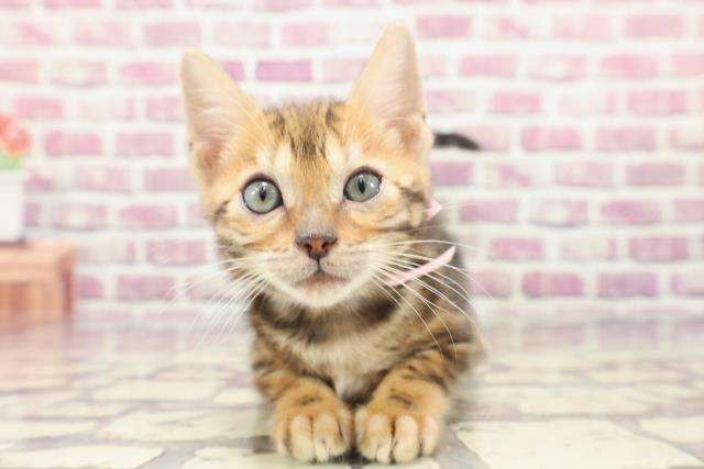 北海道のベンガル (Coo&RIKU札幌西店/2024年1月6日生まれ/女の子/ブラウンマーブルタビー)の子猫