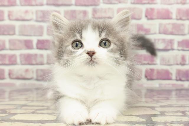 東京都のノルウェージャンフォレストキャット (Coo&RIKU江戸川店/2024年1月15日生まれ/女の子/ブルータビーホワイト)の子猫