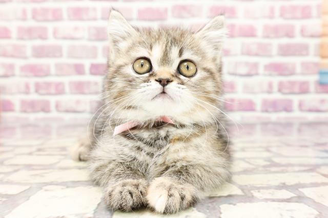 千葉県のミヌエット (Coo&RIKU流山店/2024年1月7日生まれ/女の子/ブラウンパッチドタビー)の子猫