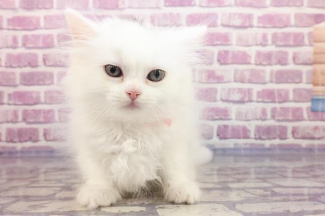 東京都のサイベリアン (Coo&RIKU武蔵小山店/2023年4月9日生まれ/女の子/ブルーホワイト)の子猫