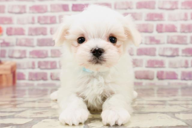 千葉県のマルチーズ (Coo&RIKU八街店/2024年1月21日生まれ/男の子/ホワイト)の子犬
