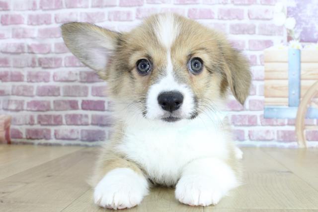 青森県のウェルシュコーギーペンブローク (Coo&RIKU青森店/2024年1月20日生まれ/男の子/レッドホワイト)の子犬