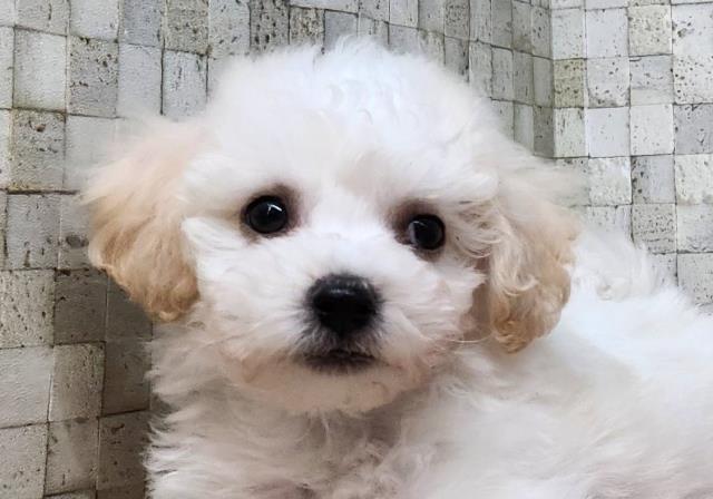 青森県のビションフリーゼ (Coo&RIKU青森店/2024年1月21日生まれ/男の子/ホワイト)の子犬