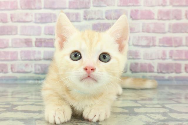 千葉県のキンカロー (Coo&RIKU若葉都賀店/2024年1月20日生まれ/男の子/クリームタビーホワイト)の子猫
