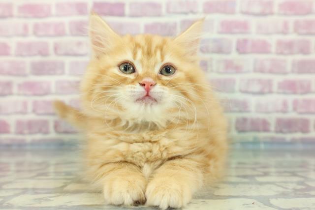 徳島県のスコティッシュフォールド (Coo&RIKU徳島店/2024年1月15日生まれ/男の子/レッドタビー)の子猫