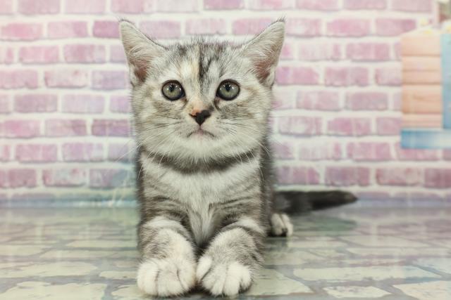 高知県のアメリカンショートヘアー (Coo&RIKUのいち店/2024年1月19日生まれ/女の子/シルバーパッチドタビー)の子猫