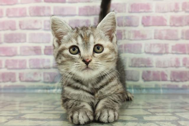 鹿児島県のアメリカンショートヘアー (Coo&RIKU鹿児島店/2024年1月19日生まれ/女の子/シルバータビー)の子猫