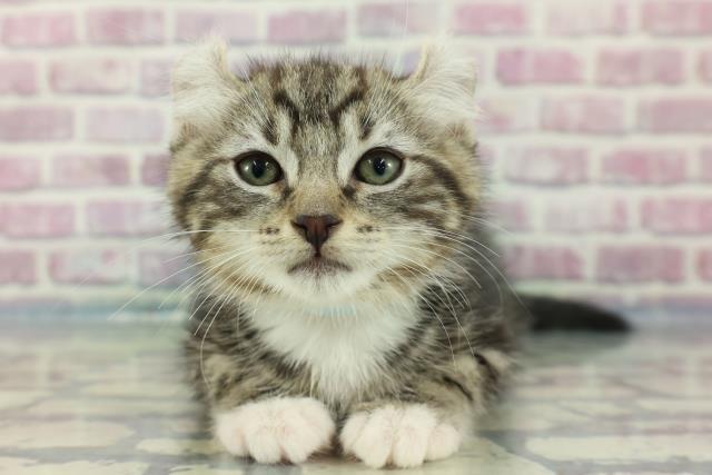 栃木県のアメリカンカール (Coo&RIKU足利店/2024年1月19日生まれ/男の子/ブラウンタビーホワイト)の子猫