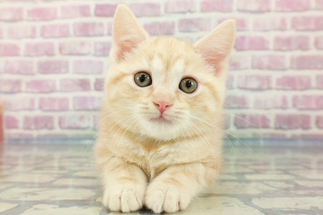 鳥取県のアメリカンショートヘアー (Coo&RIKUラ・ムー鳥取東店/2024年1月19日生まれ/男の子/クリームタビー)の子猫