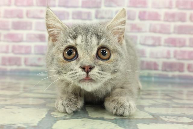 千葉県のハーフ猫 (Coo&RIKU南柏店/2023年11月30日生まれ/女の子/ブルーパッチドタビー)の子猫
