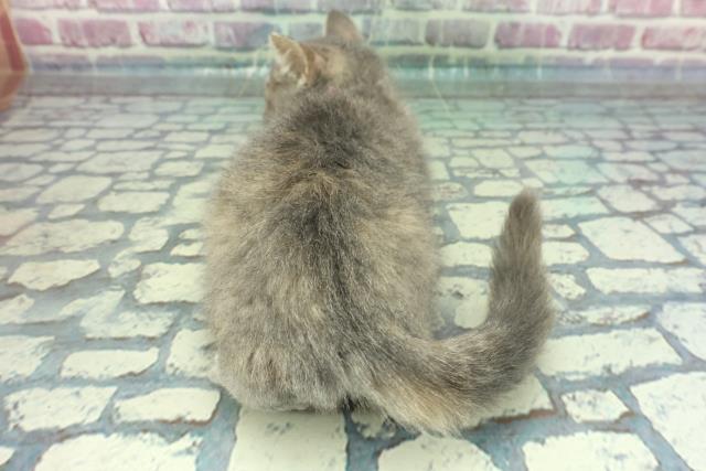 2023年11月30日生まれのハーフ猫の4枚目の写真