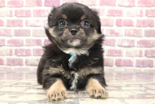 北海道のハーフ犬 (Coo&RIKU苫小牧店/2024年1月22日生まれ/男の子/ブラックタン)の子犬