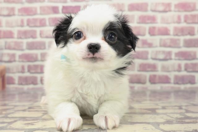 北海道のハーフ犬 (Coo&RIKU室蘭店/2024年1月22日生まれ/男の子/白黒)の子犬