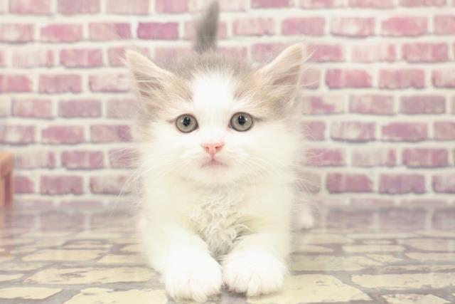 東京都のマンチカン (Coo&RIKUフレスポ住吉店/2024年1月21日生まれ/男の子/ブルータビーホワイト)の子猫
