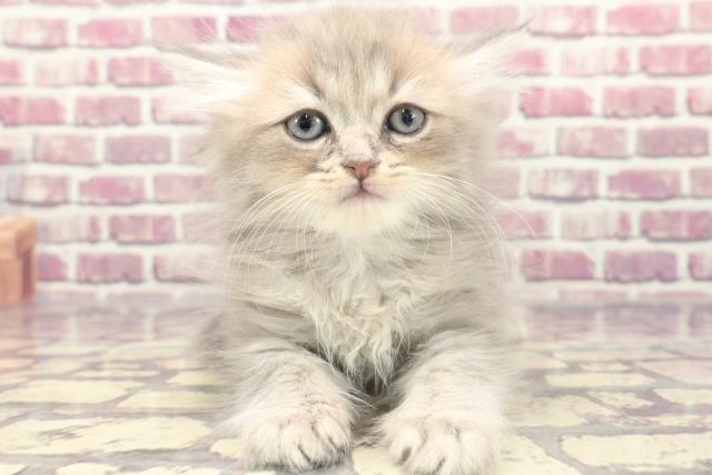 茨城県のマンチカン (Coo&RIKU日立店/2024年1月21日生まれ/男の子/ブルータビー)の子猫